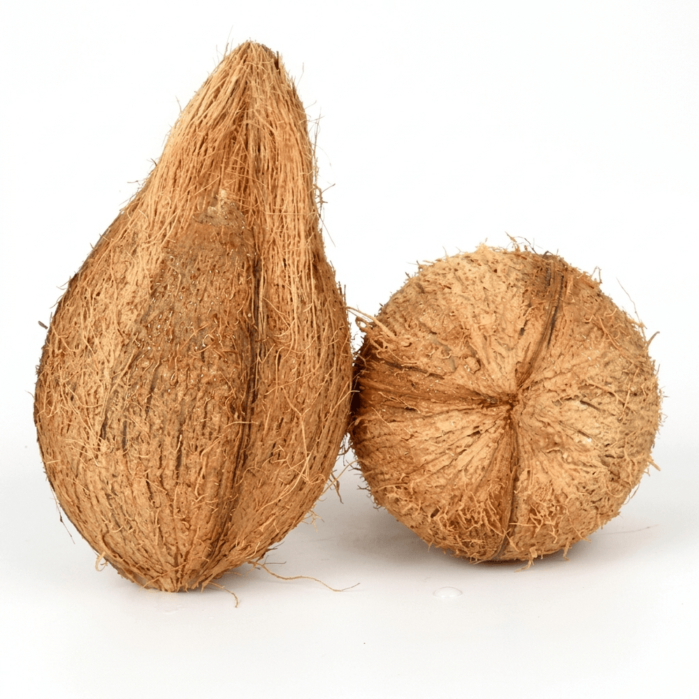 Fresh Semi - Husked Coconuts - coconut