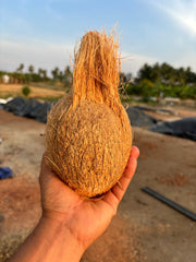 Fresh Semi - Husked Coconuts - coconut