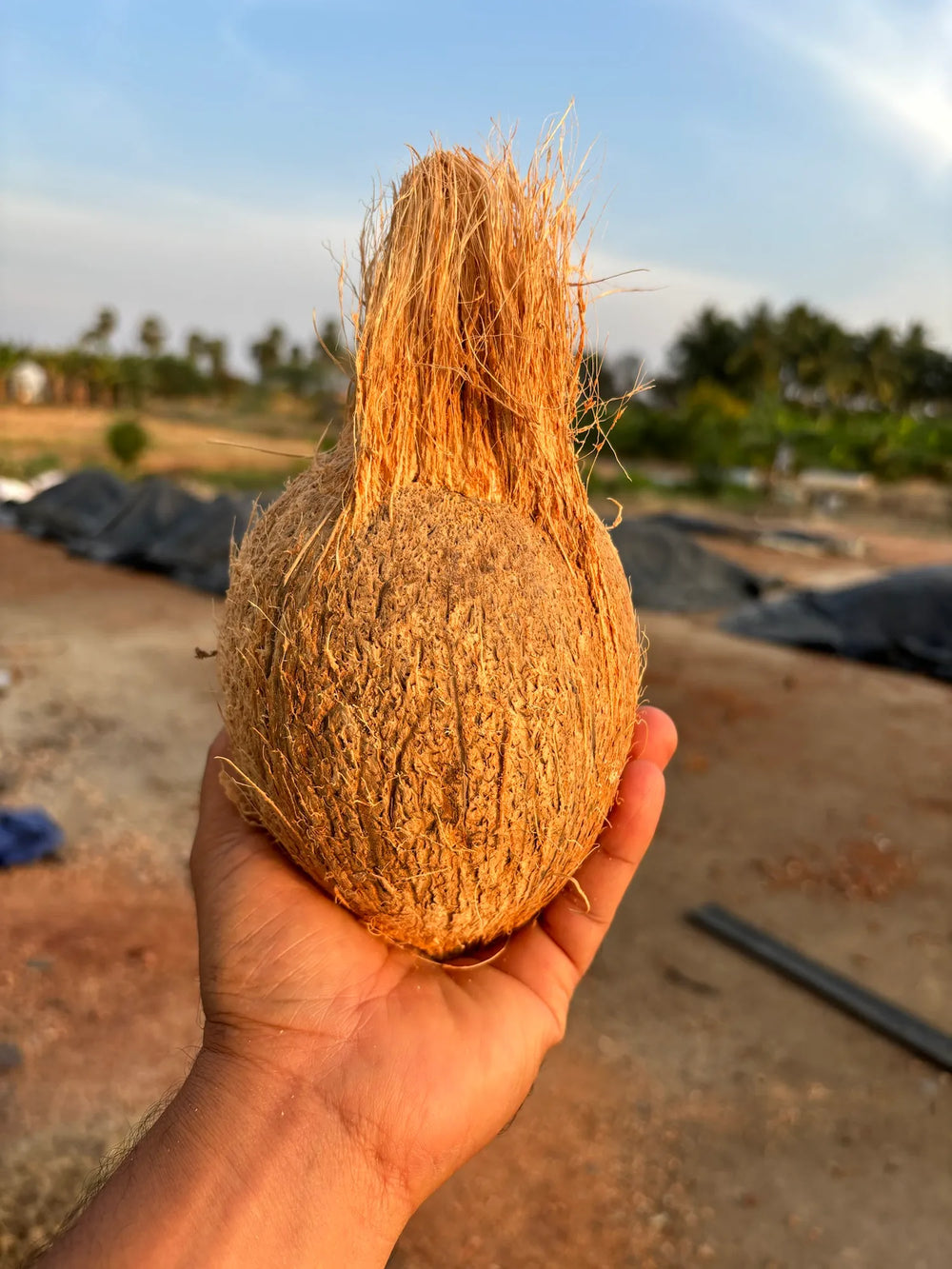 Fresh Semi - Husked Coconuts - coconut
